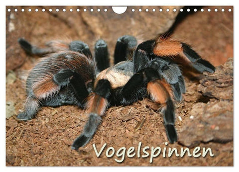 Vogelspinnen (Wandkalender 2027 DIN A4 quer), CALVENDO Monatskalender