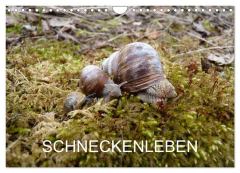 Schneckenleben (Wandkalender 2027 DIN A4 quer), CALVENDO Monatskalender