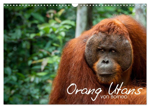 Orang Utans von Borneo Tierkalender 2027 (Wandkalender 2027 DIN A3 quer), CALVENDO Monatskalender