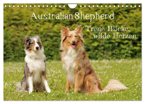 Australian Shepherd - Treue Blicke, wilde Herzen (Wandkalender 2027 DIN A4 quer), CALVENDO Monatskalender