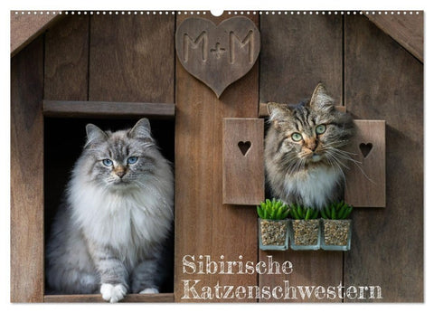 Maui und Molokai - Sibirische Katzenschwestern (Wandkalender 2027 DIN A2 quer), CALVENDO Monatskalender