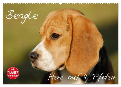 Beagle - Herz auf 4 Pfoten (Wandkalender 2027 DIN A2 quer), CALVENDO Monatskalender