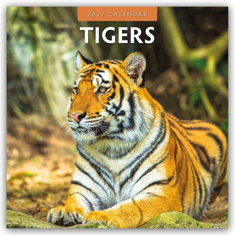 Tigers – Tiger 2027 – 16-Monatskalender