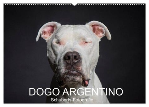 DOGO ARGENTINO (Wandkalender 2027 DIN A2 quer), CALVENDO Monatskalender