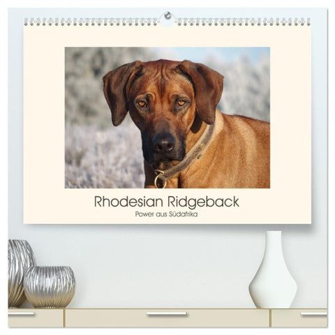 Rhodesian Ridgeback Power aus Südafrika (hochwertiger Premium Wandkalender 2027 DIN A2 quer), Kunstdruck in Hochglanz
