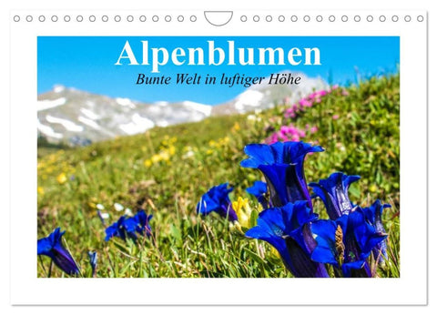 Alpenblumen. Bunte Welt in luftiger Höhe (Wandkalender 2026 DIN A4 quer), CALVENDO Monatskalender