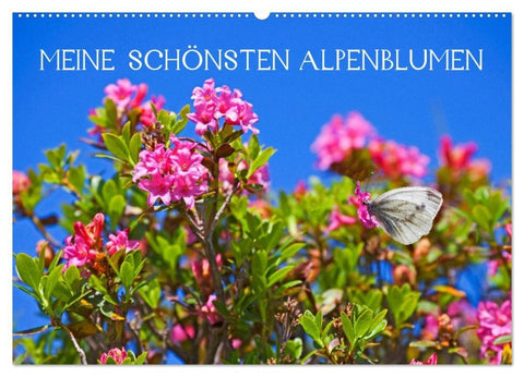 Meine schönsten Alpenblumen (Wandkalender 2027 DIN A2 quer), CALVENDO Monatskalender