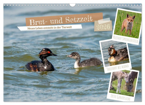 Brut- und Setzzeit. Neues Leben entsteht. (Wandkalender 2026 DIN A3 quer), CALVENDO Monatskalender