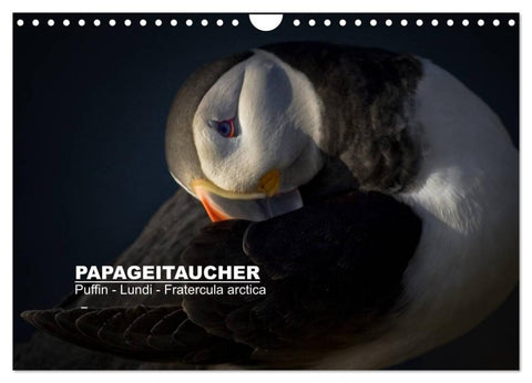 Papageitaucher: Puffin - Lundi - Fratercula arctica (Wandkalender 2027 DIN A4 quer), CALVENDO Monatskalender