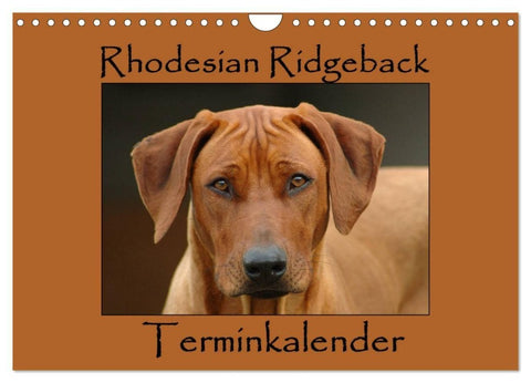 Rhodesian Ridgeback Terminkalender (Wandkalender 2027 DIN A4 quer), CALVENDO Monatskalender