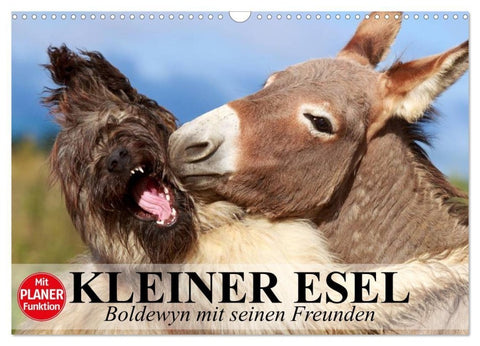 Kleiner Esel. Boldewyn mit seinen Freunden (Wandkalender 2027 DIN A3 quer), CALVENDO Monatskalender