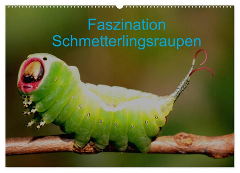 Faszination Schmetterlingsraupen (Wandkalender 2026 DIN A2 quer), CALVENDO Monatskalender