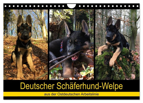 Deutscher Schäferhund-Welpe - aus der Ostdeutschen Arbeitslinie (Wandkalender 2027 DIN A4 quer), CALVENDO Monatskalender