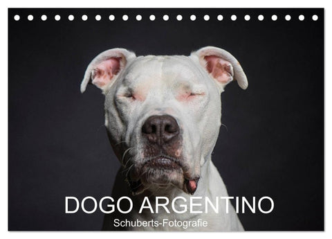 DOGO ARGENTINO (Tischkalender 2027 DIN A5 quer), CALVENDO Monatskalender
