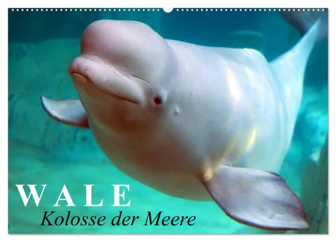 Wale - Kolosse der Meere (Wandkalender 2026 DIN A2 quer), CALVENDO Monatskalender