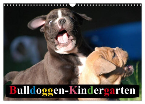 Bulldoggen-Kindergarten (Wandkalender 2026 DIN A3 quer), CALVENDO Monatskalender