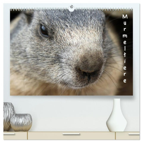 Murmeltiere (hochwertiger Premium Wandkalender 2027 DIN A2 quer), Kunstdruck in Hochglanz