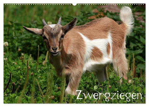 Zwergziegen (Wandkalender 2026 DIN A2 quer), CALVENDO Monatskalender