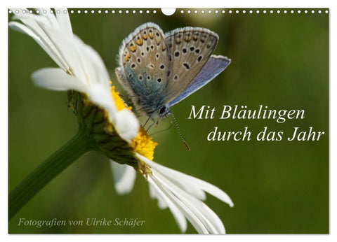 Mit Bläulingen durch das Jahr (Wandkalender 2026 DIN A3 quer), CALVENDO Monatskalender