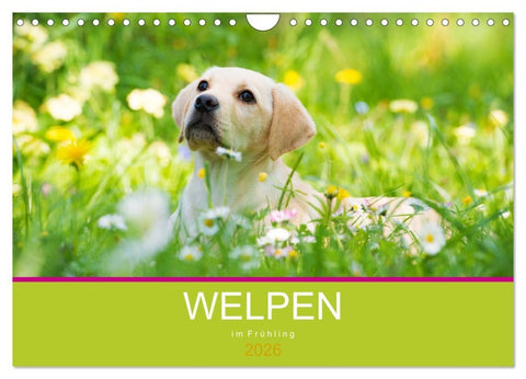 Welpen im Frühling (Wandkalender 2026 DIN A4 quer), CALVENDO Monatskalender