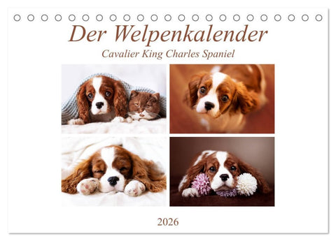 Der Welpenkalender - Cavalier King Charles Spaniel (Tischkalender 2026 DIN A5 quer), CALVENDO Monatskalender