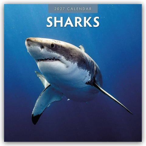 Sharks – Haie 2027 – 16-Monatskalender