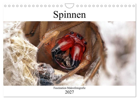Faszination Makrofotografie: Spinnen (Wandkalender 2027 DIN A4 quer), CALVENDO Monatskalender