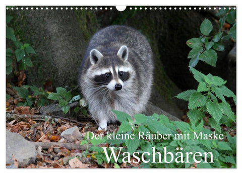 Der kleine Räuber mit Maske - Waschbären (Wandkalender 2026 DIN A3 quer), CALVENDO Monatskalender