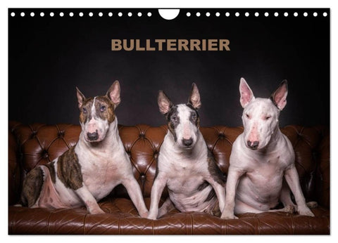 Bullterrier (Wandkalender 2027 DIN A4 quer), CALVENDO Monatskalender