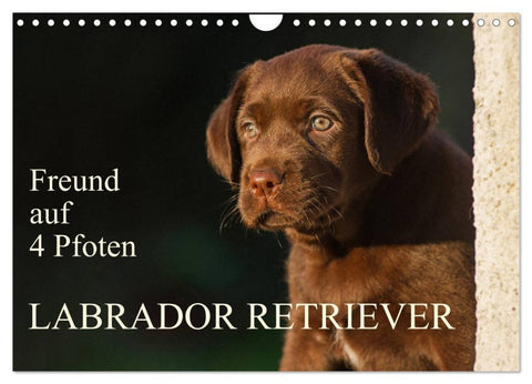 Freund auf 4 Pfoten - Labrador Retriever (Wandkalender 2026 DIN A4 quer), CALVENDO Monatskalender