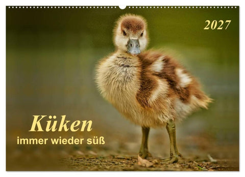 Küken - immer wieder süß (Wandkalender 2027 DIN A2 quer), CALVENDO Monatskalender
