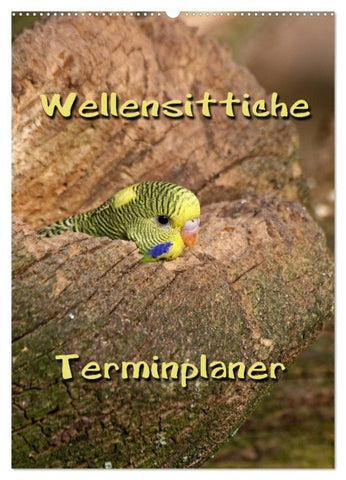Wellensittiche Terminplaner (Wandkalender 2026 DIN A2 hoch), CALVENDO Monatskalender