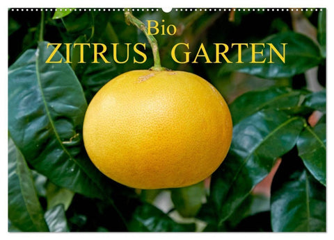 Bio Zitrus Garten (Wandkalender 2027 DIN A2 quer), CALVENDO Monatskalender