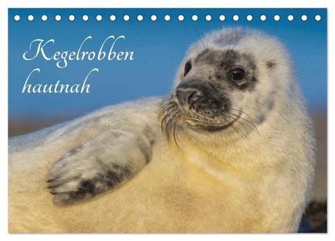 Kegelrobben hautnah (Tischkalender 2027 DIN A5 quer), CALVENDO Monatskalender