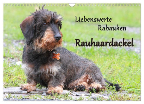 Liebenswerte Rabauken Rauhaardackel / CH-Version (Wandkalender 2026 DIN A3 quer), CALVENDO Monatskalender