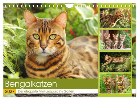 Bengalkatzen. Der elegante Mini-Leopard im Garten (Wandkalender 2027 DIN A4 quer), CALVENDO Monatskalender