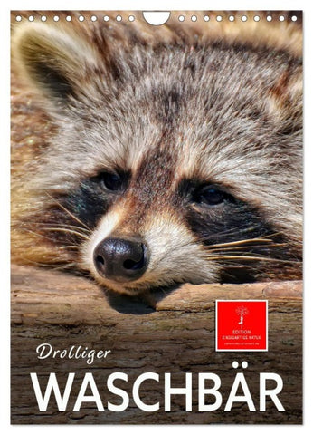 Drolliger Waschbär (Wandkalender 2026 DIN A4 hoch), CALVENDO Monatskalender