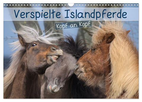 Verspielte Islandpferde Kopf an Kopf (Wandkalender 2026 DIN A3 quer), CALVENDO Monatskalender