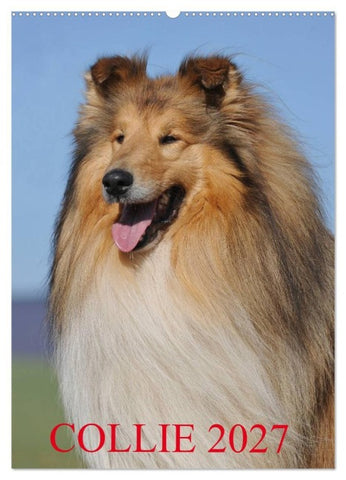 Collie 2027 (Wandkalender 2027 DIN A2 hoch), CALVENDO Monatskalender