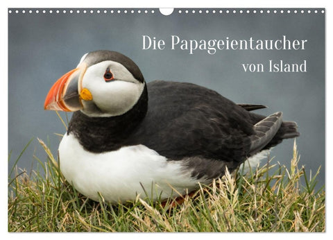 Die Papageientaucher von Island (Wandkalender 2027 DIN A3 quer), CALVENDO Monatskalender