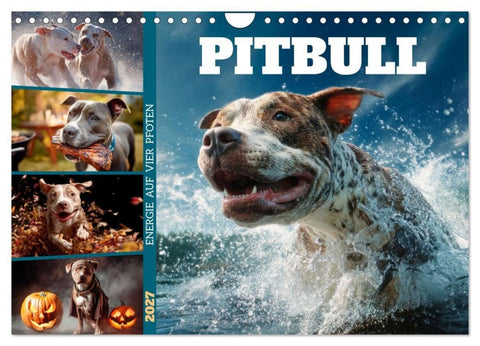Pitbull - Energie auf vier Pfoten (Wandkalender 2027 DIN A4 quer), CALVENDO Monatskalender