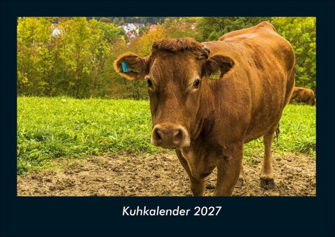 Kuhkalender 2027 Fotokalender DIN A4
