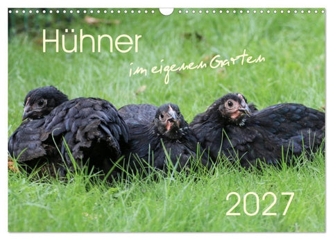 Hühner im eigenen Garten (Wandkalender 2027 DIN A3 quer), CALVENDO Monatskalender