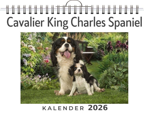 Cavalier King Charles Spaniel