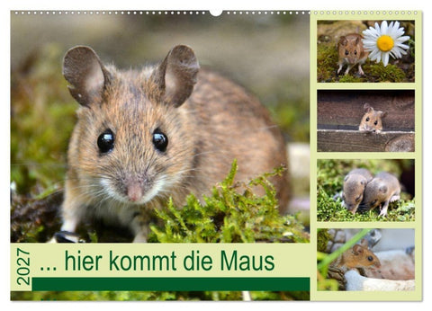 ... hier kommt die Maus... (Wandkalender 2027 DIN A2 quer), CALVENDO Monatskalender