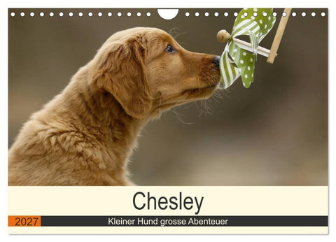 Chesley Kleiner Hund grosse Abenteuer (Wandkalender 2027 DIN A4 quer), CALVENDO Monatskalender