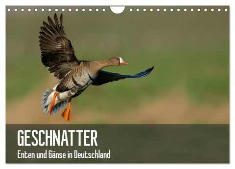 Geschnatter - Enten und Gänse in Deutschland (Wandkalender 2026 DIN A4 quer), CALVENDO Monatskalender