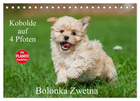 Kobolde auf 4 Pfoten - Bolonka Zwetna (Tischkalender 2026 DIN A5 quer), CALVENDO Monatskalender