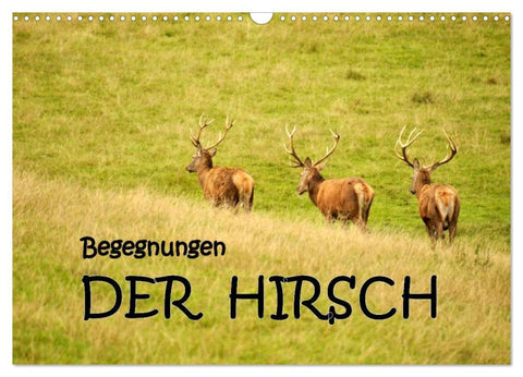 Begegnungen. DER HIRSCH (Wandkalender 2026 DIN A3 quer), CALVENDO Monatskalender