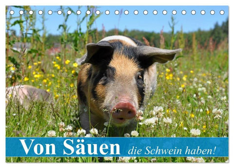 Von Säuen die Schwein haben! (Tischkalender 2027 DIN A5 quer), CALVENDO Monatskalender